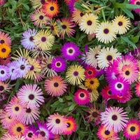 Livingstone Daisy Mix
