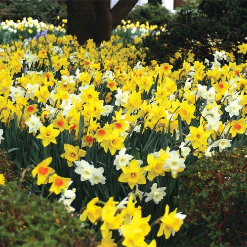 Daffodils for Naturalizing Mixture Seeds