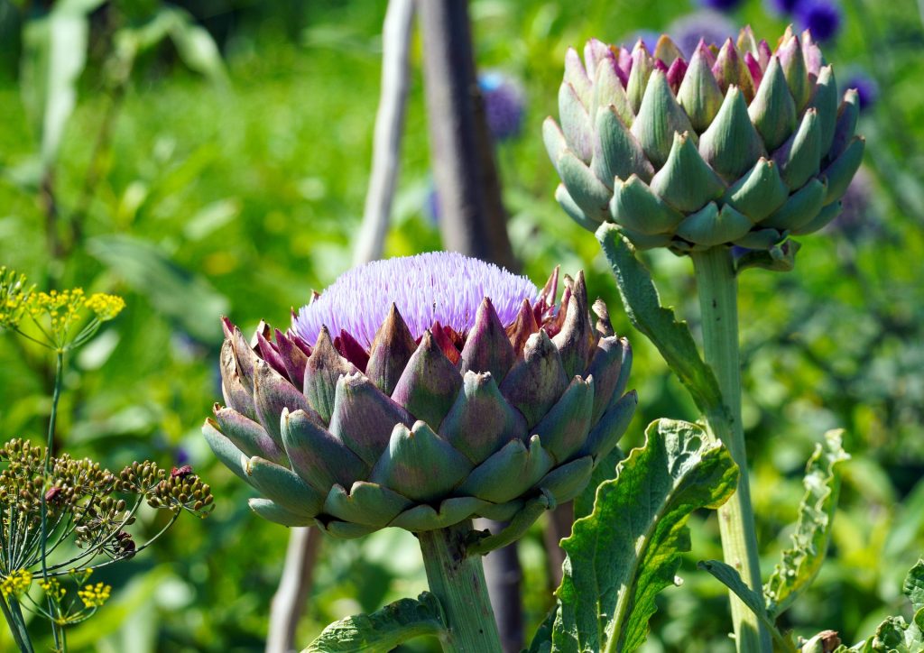 Globe Artichoke