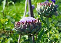 Globe Artichoke