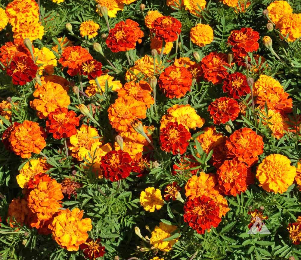Marigold, French- Sparky Mixed