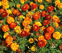 Marigold, French- Sparky Mixed