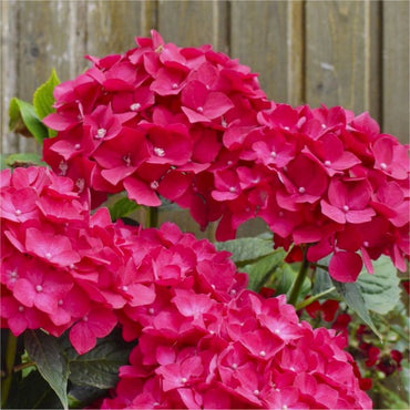 Heirloom Pink Hydrangea Flower Seeds, Non-GMO Vibrant Blooms for Planting