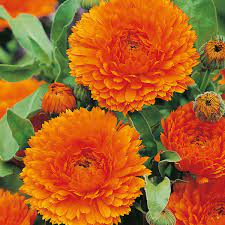 Calendula- Touch of Red Orange