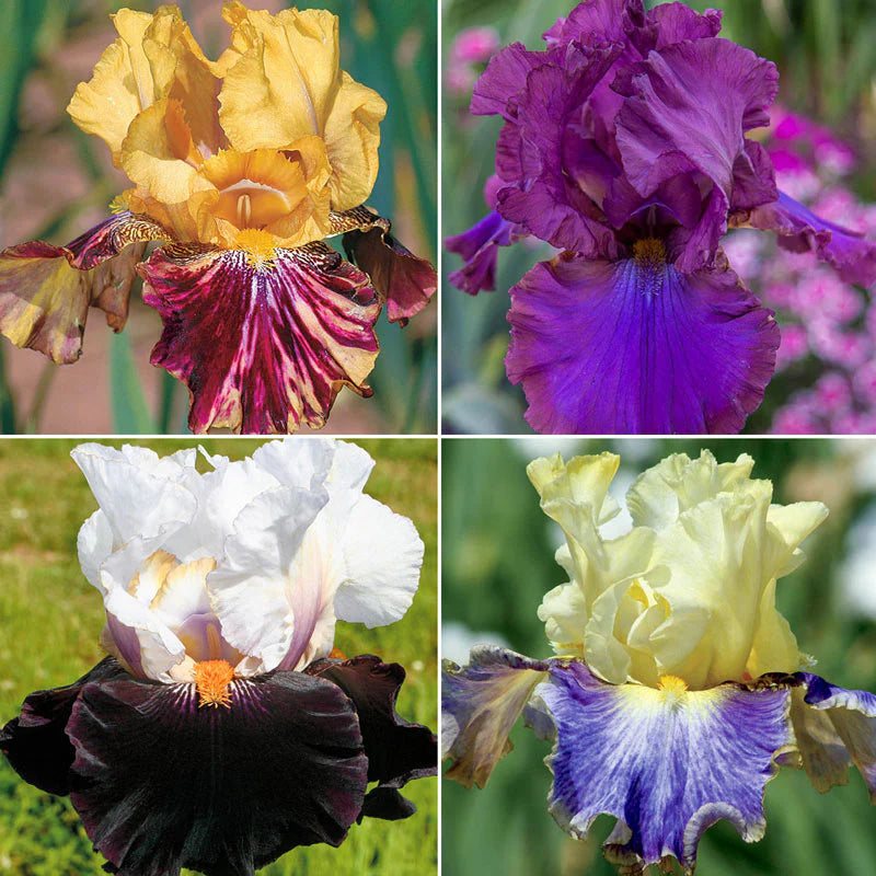 Showtime Bearded Iris Collection