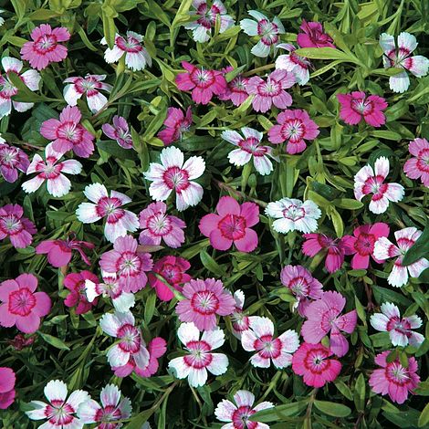 Dianthus- Microchip Mix