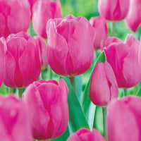 Prize Dutch Tulip Collection Seeds