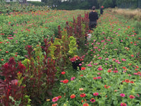 Cut-Flower Garden Daffodil Mixture Seeds