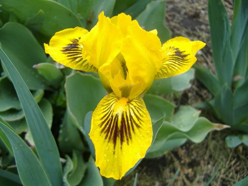 Eyebright Dwarf Bearded Iris