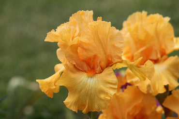 Mango Passion Bearded Iris