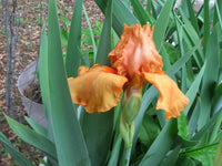Disco Music Bearded Iris