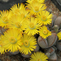 Heirloom Non-GMO Yellow White Dinteranthus Plant Seeds for Garden Planting – Rare Succulent Variety