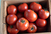 Wisconsin 55 – Organic Tomato Seed