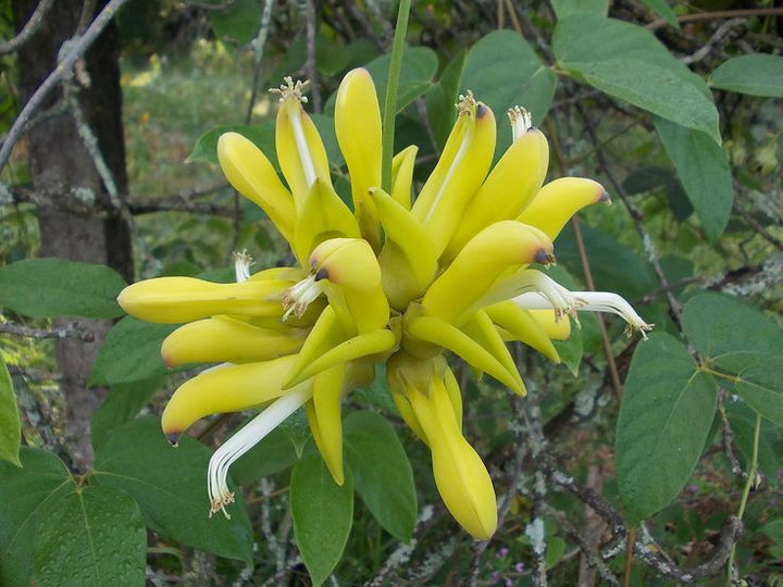 Heirloom Non-GMO Endangered Jade Flower Seeds for Rare Exotic Garden Planting