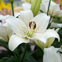 Oriental Lily- Eyeliner