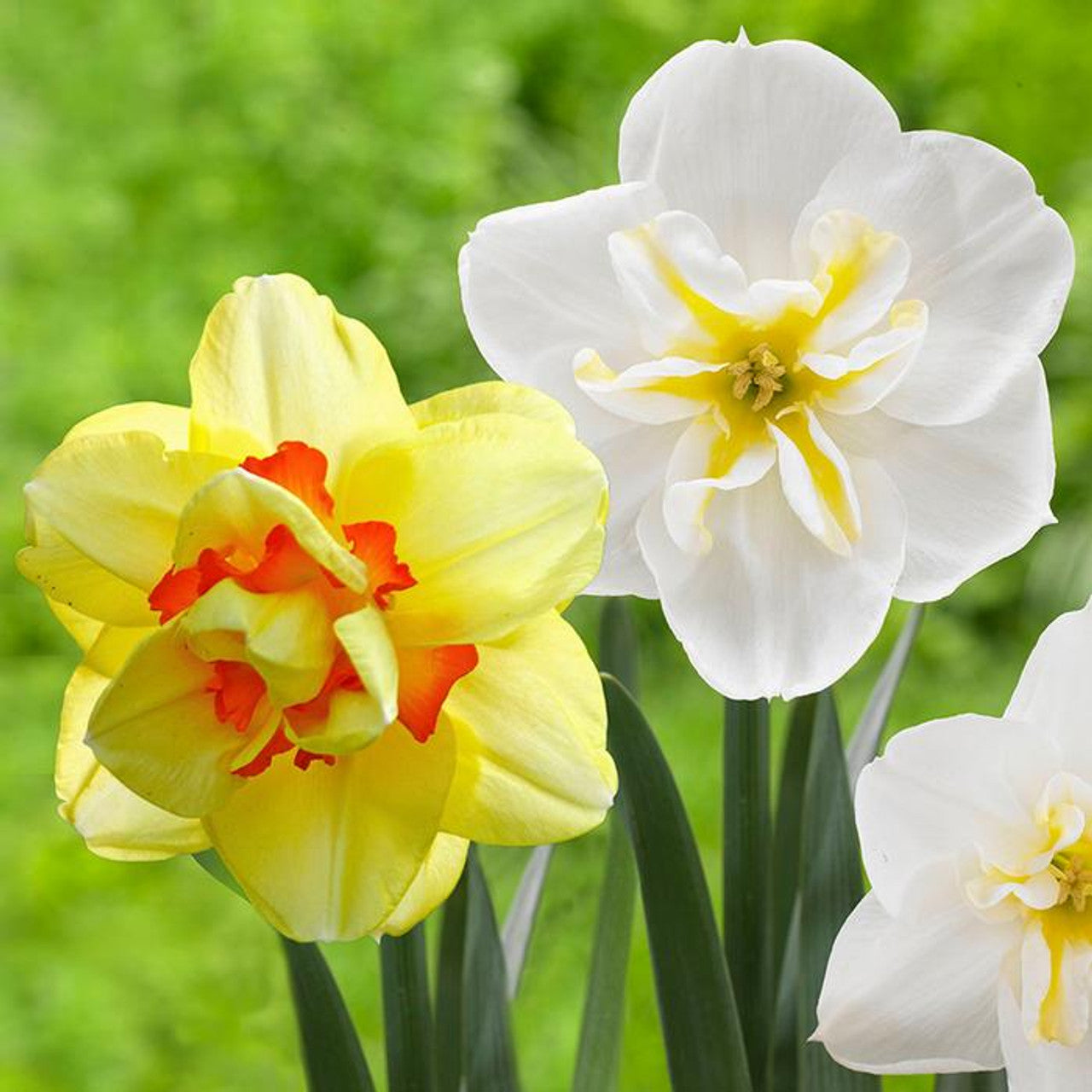 Double Delight Daffodil Mixture Seeds