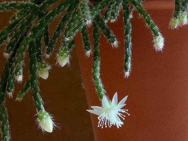 Pilocarpa White Flower Seeds for Planting – Organic, Heirloom, Non-GMO Seeds