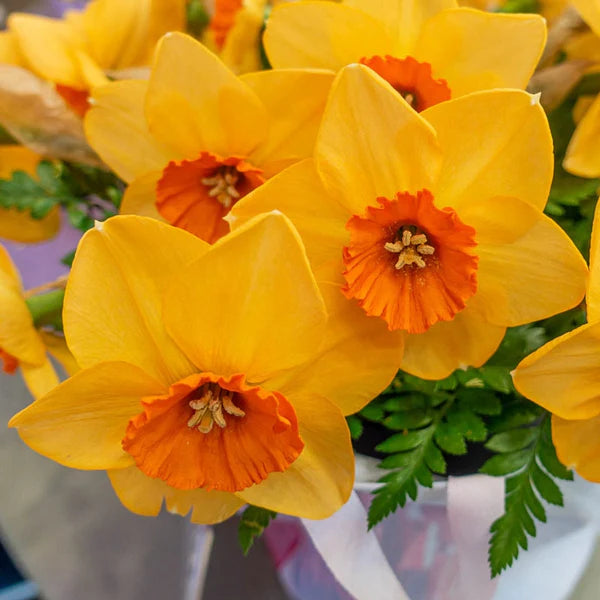 Pumpkin Spice Daffodil Seeds