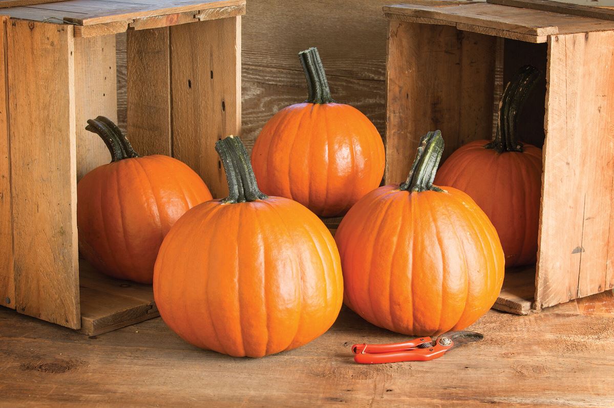 Gumdrop PMR – Pumpkin Seed