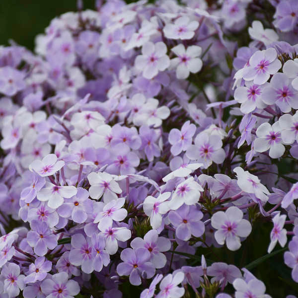 Opening Act Pink-a-Dot Reblooming Phlox