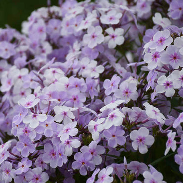 Opening Act Pink-a-Dot Reblooming Phlox