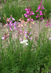 Linaria- Northern Lights Mix
