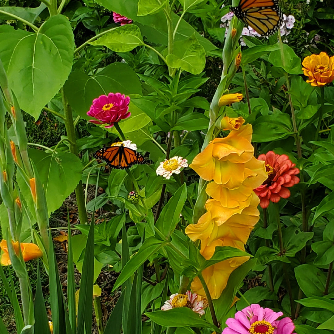 Gladiolus- Peche Melba
