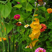 Gladiolus- Peche Melba