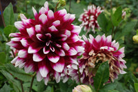 Mystery Day Dahlia