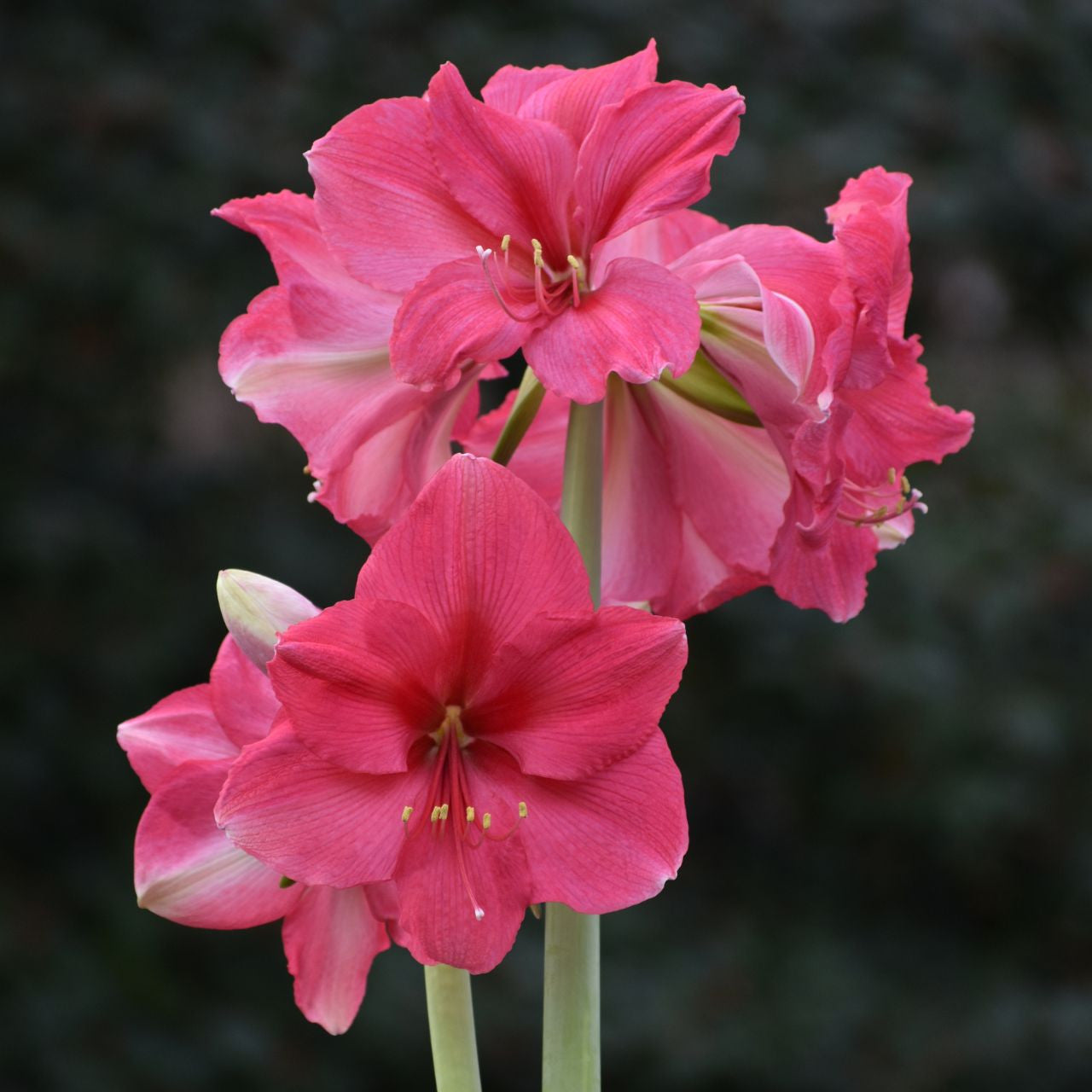 Pink Surprise Amaryllis  Seeds