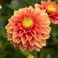 Sunset Tropicana Dahlia