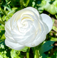 Ranunculus- Elegance Bianco 701-12