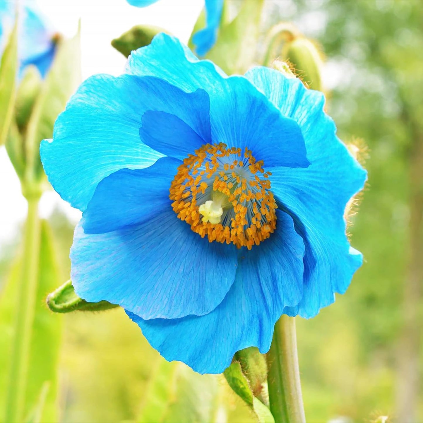 Himalayan Blue Poppy
