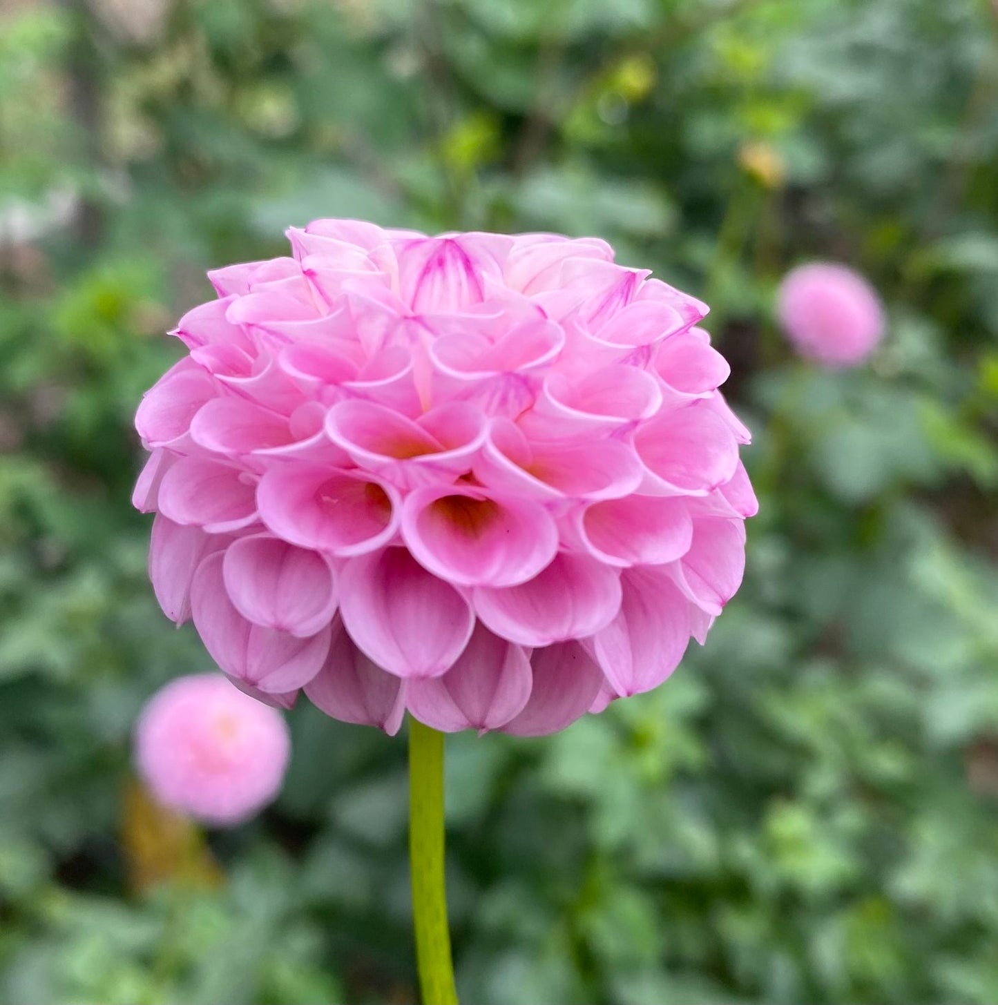 Dahlia- Pam (Tuber)
