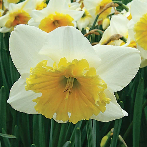 Slim Whitman Daffodil Seeds