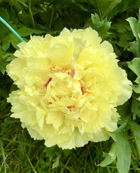 Sonoma Halo Itoh Peony