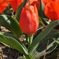 Giant Orange Sunrise Tulip Seeds