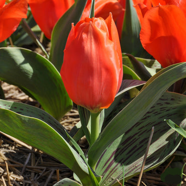 Giant Orange Sunrise Tulip Seeds