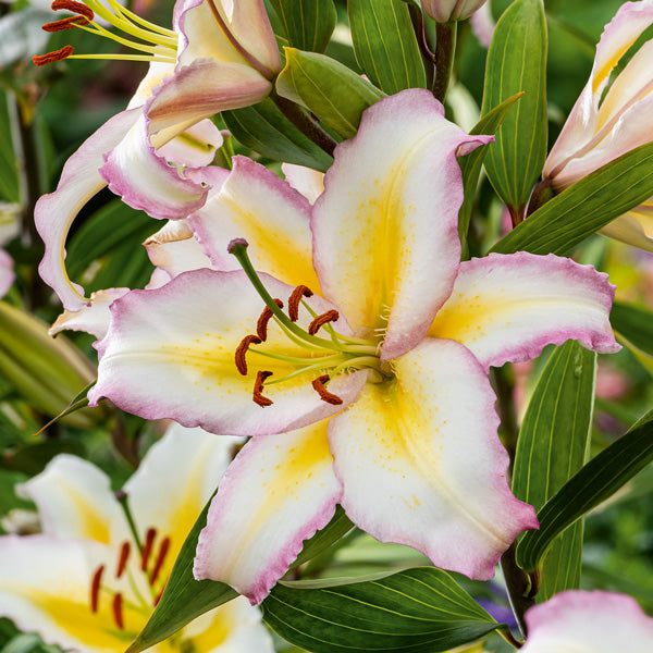 Oriental Lily- Primrose Hill