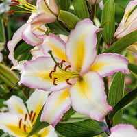 Oriental Lily- Primrose Hill