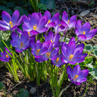 Ruby Giant Snow Crocus Seeds