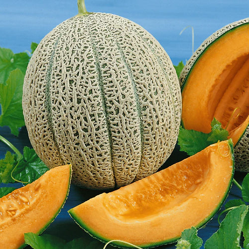 Rockmelon- Hales Best
