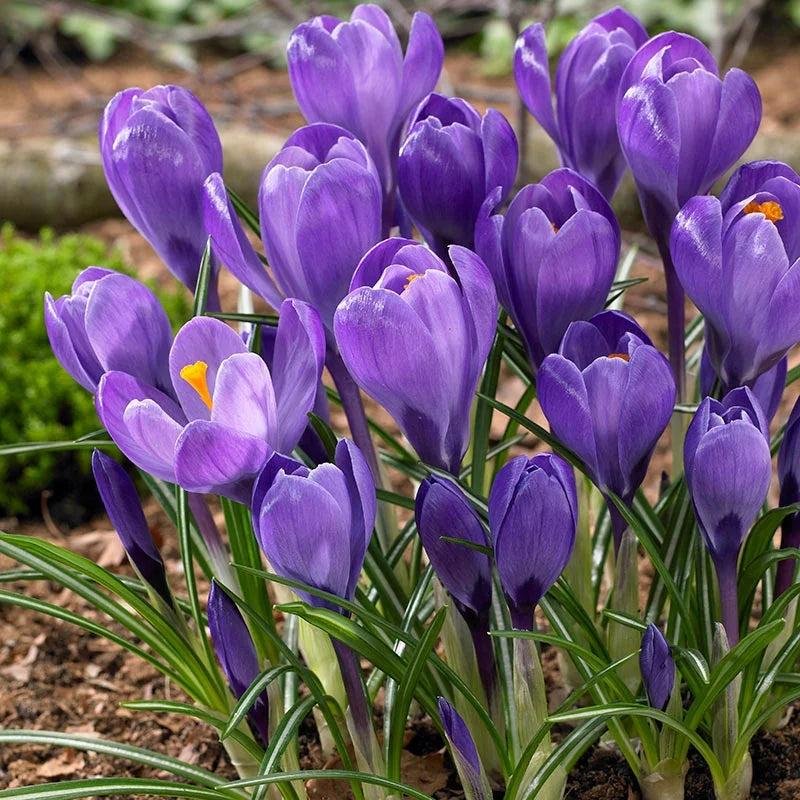 Flower Record Giant Dutch Crocus Seeds