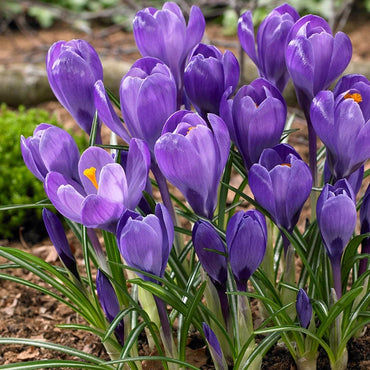 Flower Record Giant Dutch Crocus Seeds
