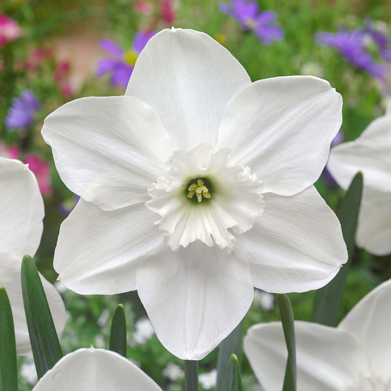 Princess Zaide Daffodil Seeds