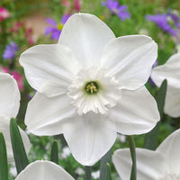 Princess Zaide Daffodil Seeds