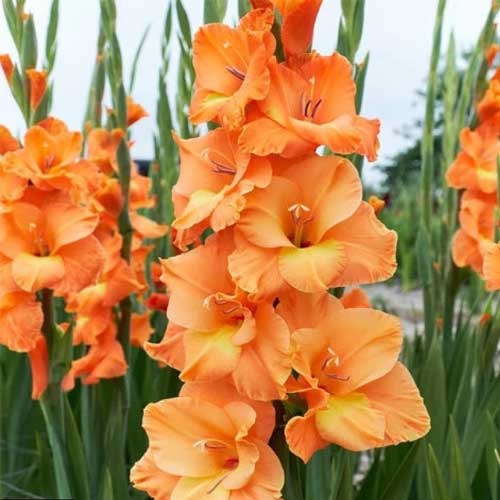 Gladiolus- Orange Sun