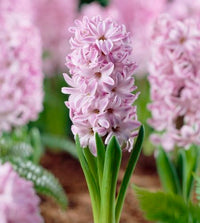 Hyacinth- Splendid Cornelia