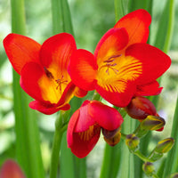 Freesia- Giant Single Red