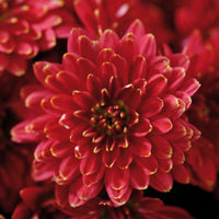 Chrysanthemum- Delano (seedling)